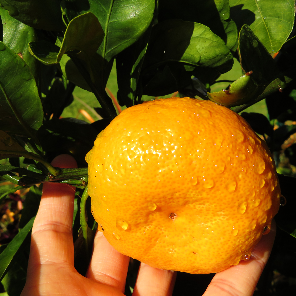 Satsuma Mandarin